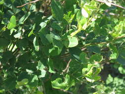 Image of bicolor lespedeza