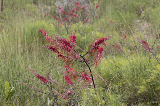 Image of Grevillea dryandri R. Br.