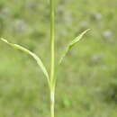 Image of Dianthus zeyheri subsp. natalensis Hooper