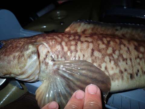 Image of Laval&#39;s eelpout