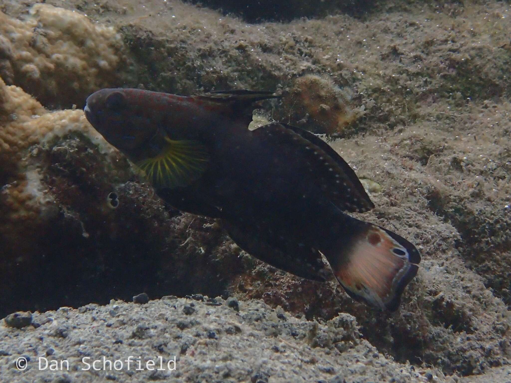 صورة Amblygobius phalaena (Valenciennes 1837)