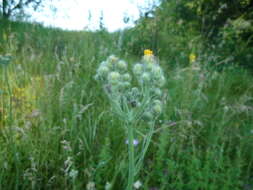 Plancia ëd Pilosella echioides subsp. echioides