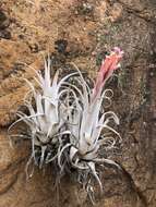 Imagem de Tillandsia macbrideana var. longifolia Rauh