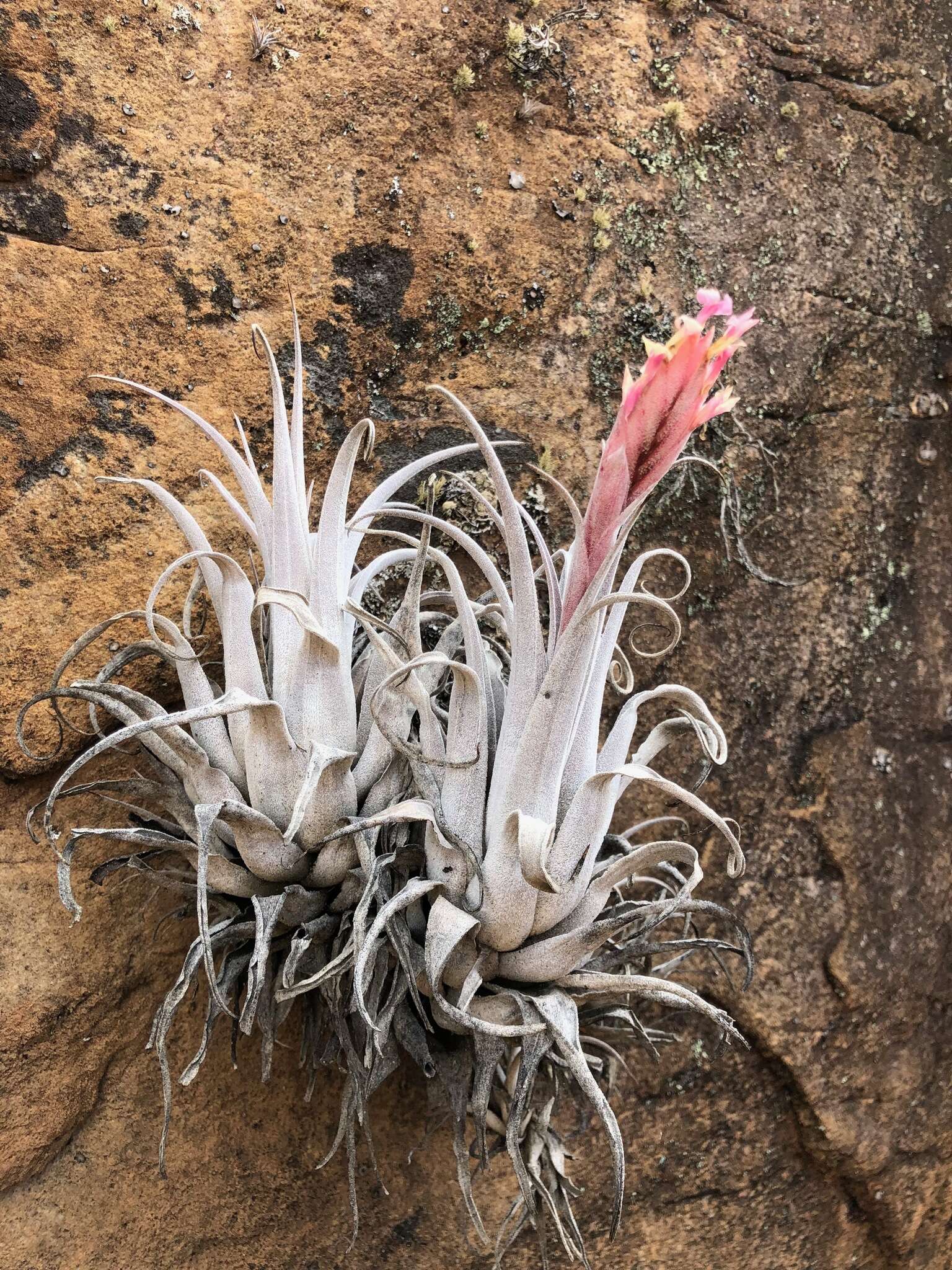 Image de Tillandsia macbrideana var. longifolia Rauh