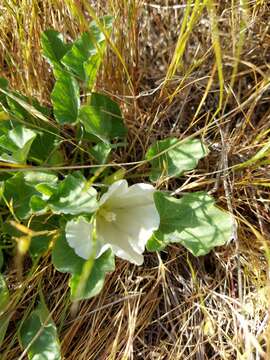 صورة Calystegia subacaulis Hook. & Arn.