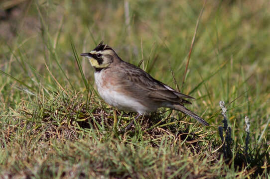 Image of Eremophila alpestris peregrina (Sclater & PL 1855)