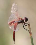 Tramea insularis Hagen 1861 resmi