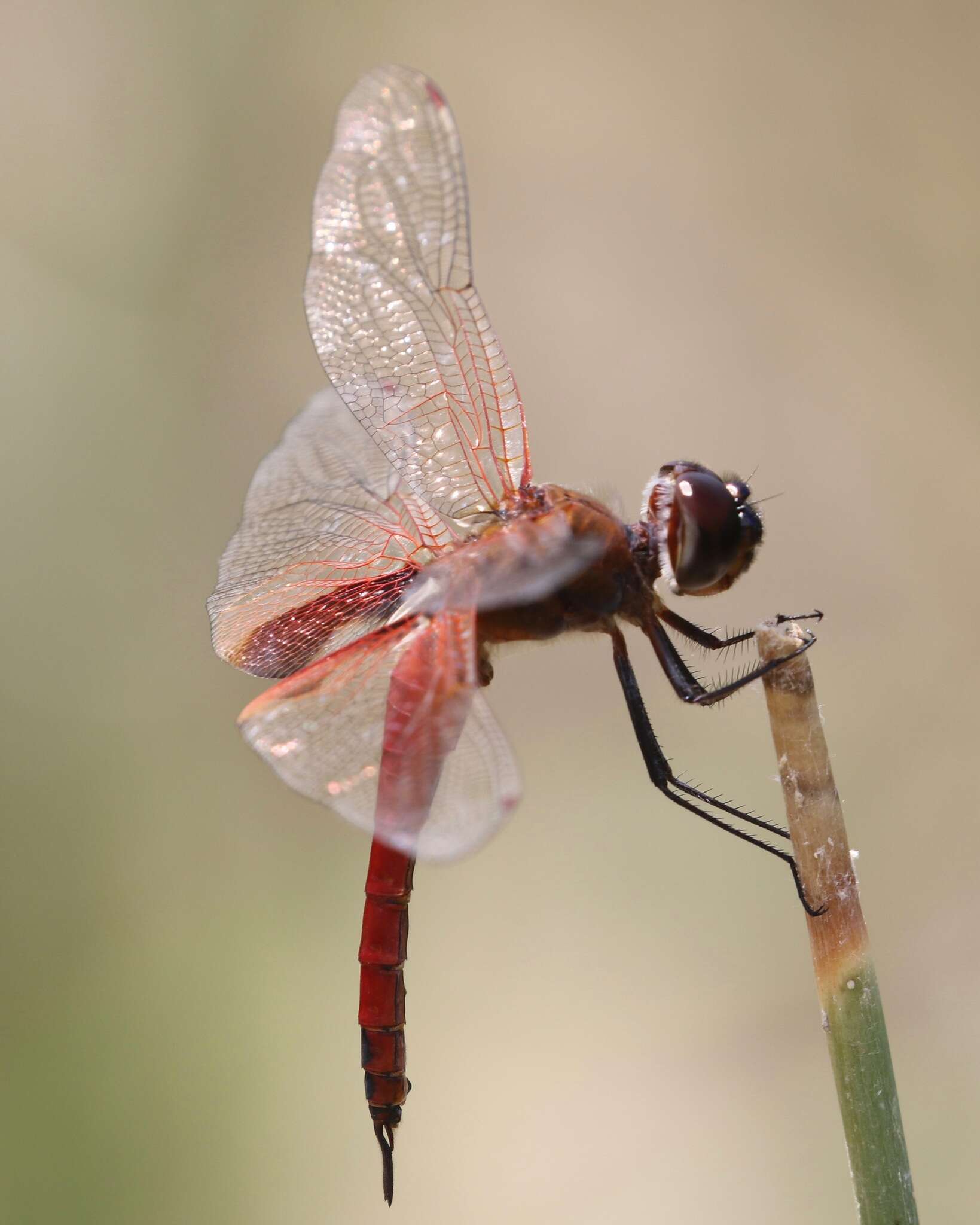 Tramea insularis Hagen 1861 resmi