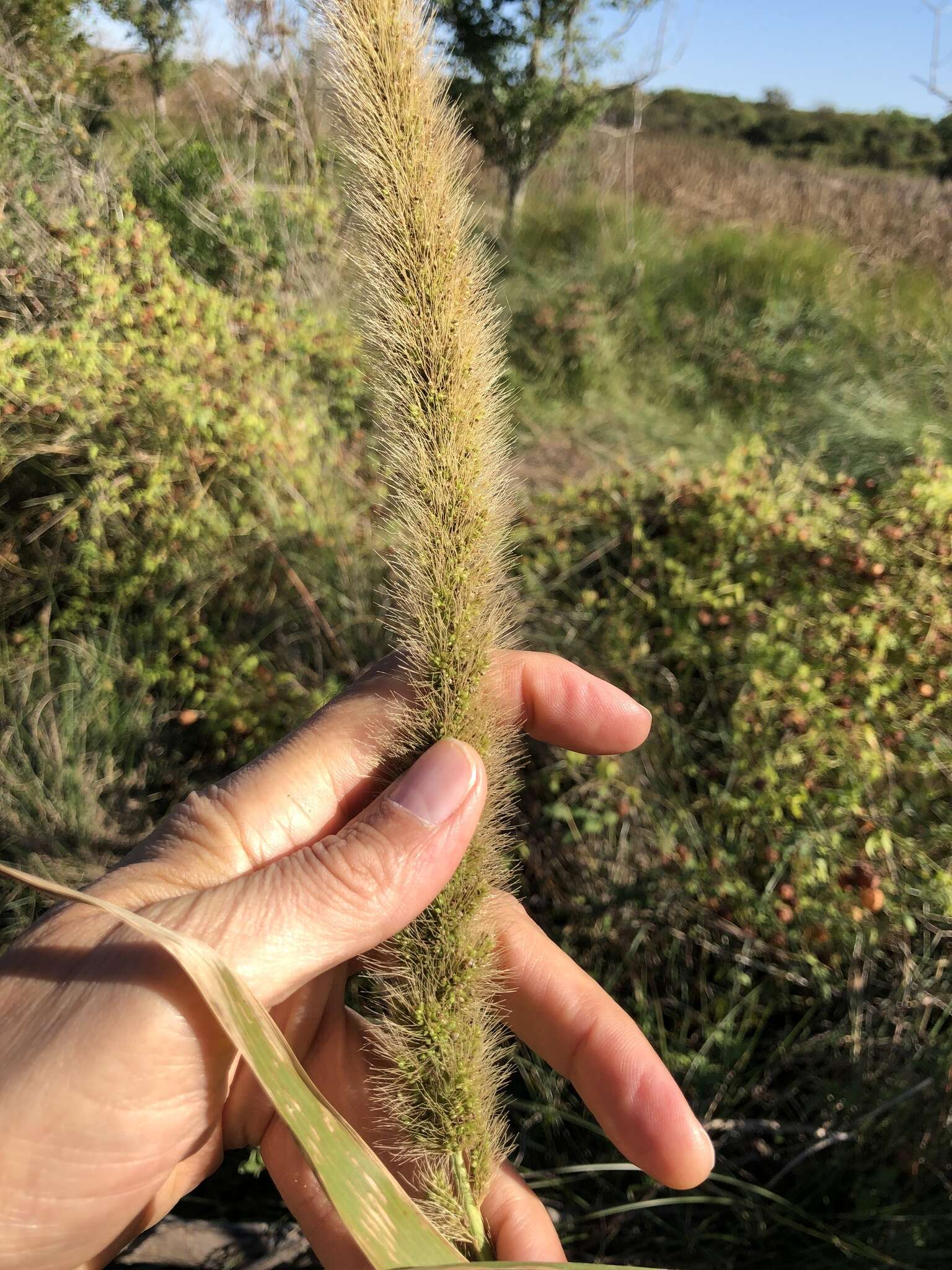 Image of Giant Bristle Grass