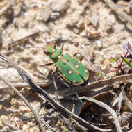 Image of Cicindela (Cicindela) maroccana Fabricius 1801