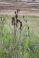 Plancia ëd Astragalus uliginosus L.