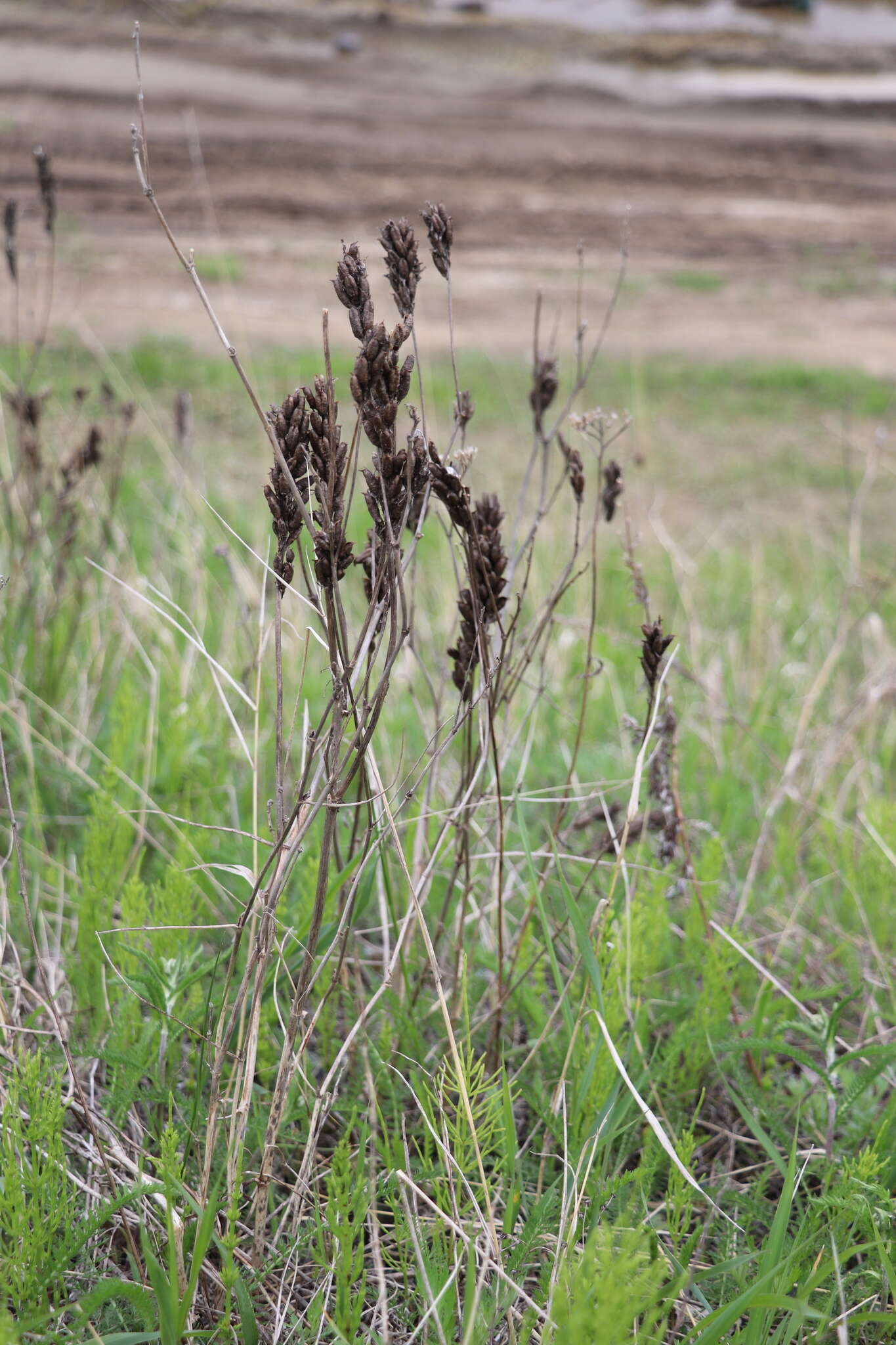 Plancia ëd Astragalus uliginosus L.