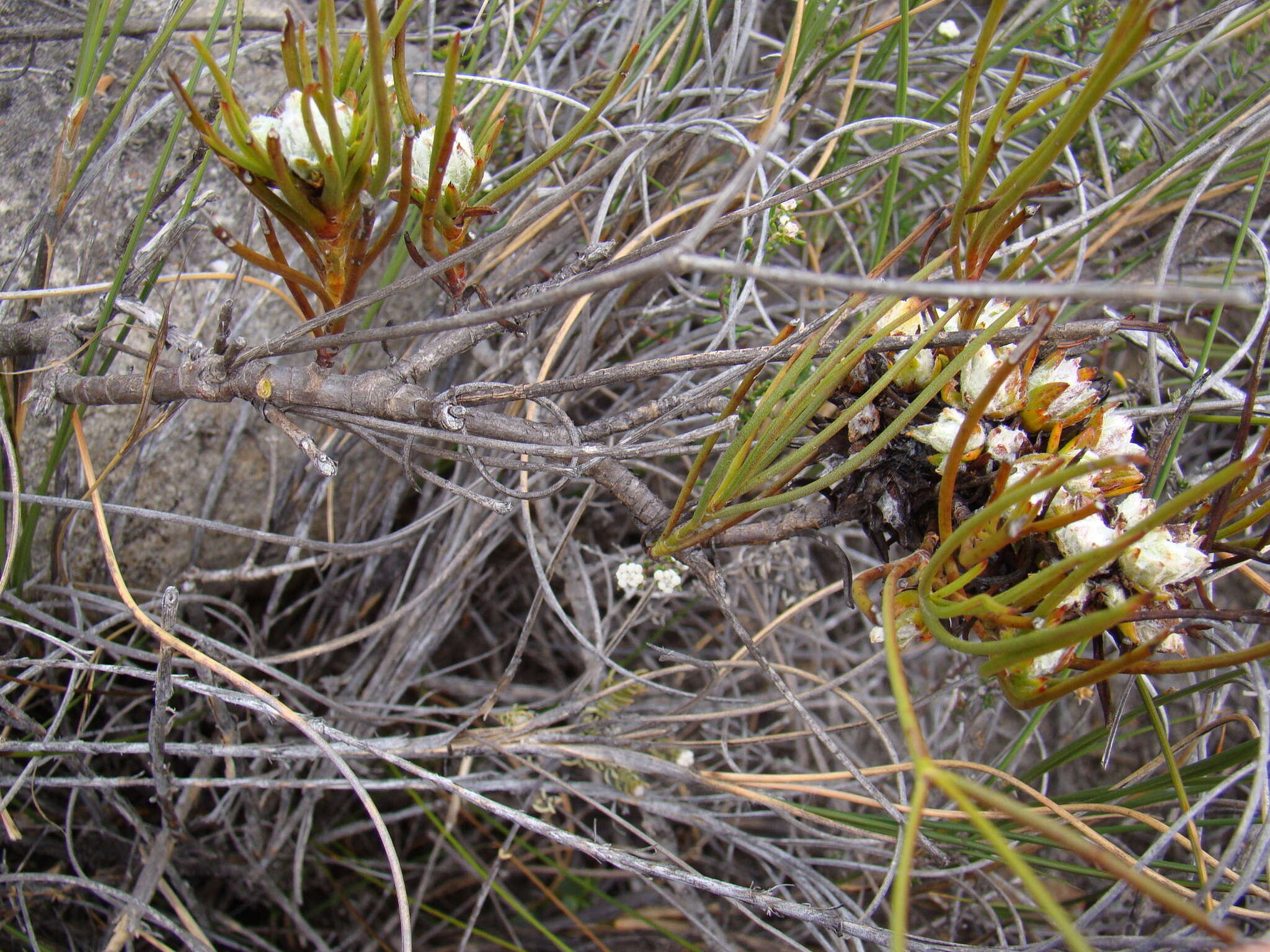 Image of Centella thesioides