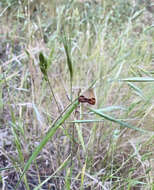 Image of Pyrausta semirubralis Packard 1873