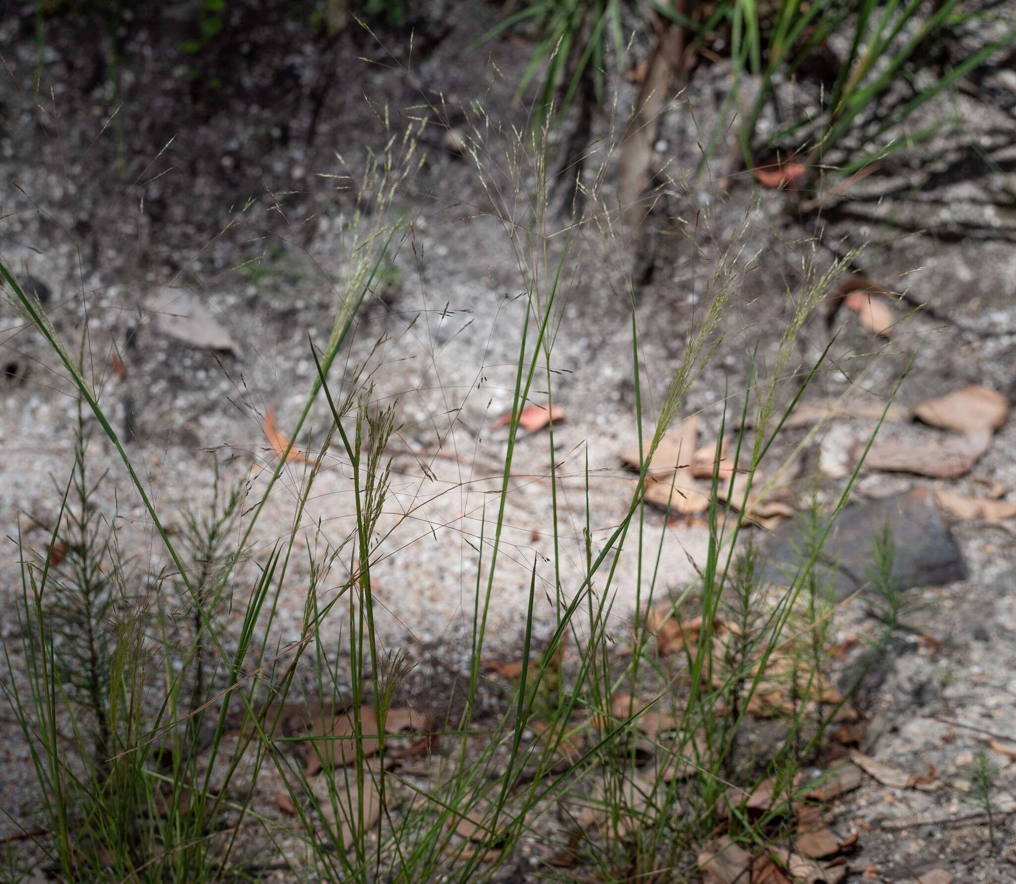 Image of Common Blown Grass