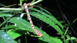 Image of Formosa Slug Snake