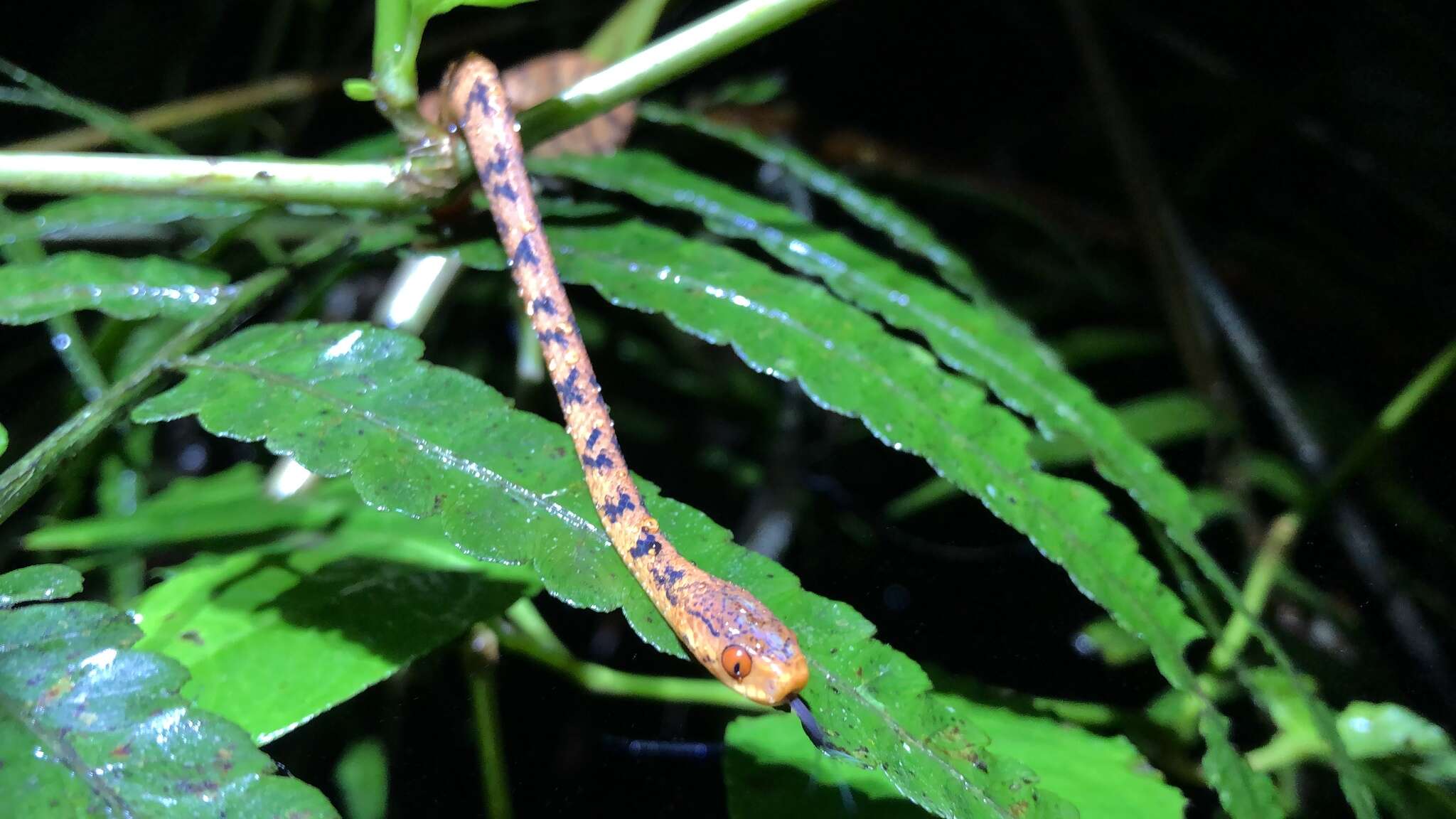 Image of Formosa Slug Snake