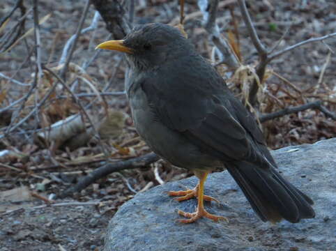 Image of Karoo Thrush