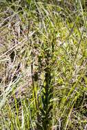 Image of Epilobium salignum Hausskn.