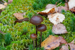 Image of Psilocybe fuscofulva Peck 1887