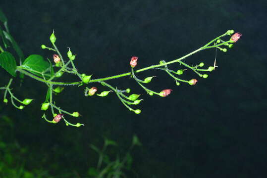 Image de Scrophularia yoshimurae T. Yamaz.