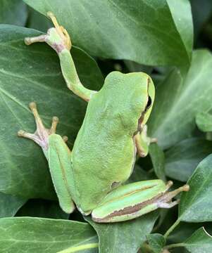 Image of Hyla orientalis Bedriaga 1890