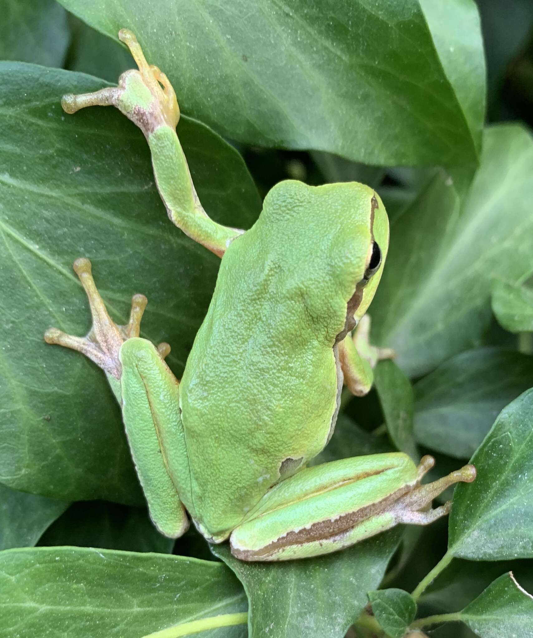 Image of Hyla orientalis Bedriaga 1890