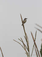 Image of Grey-breasted Prinia