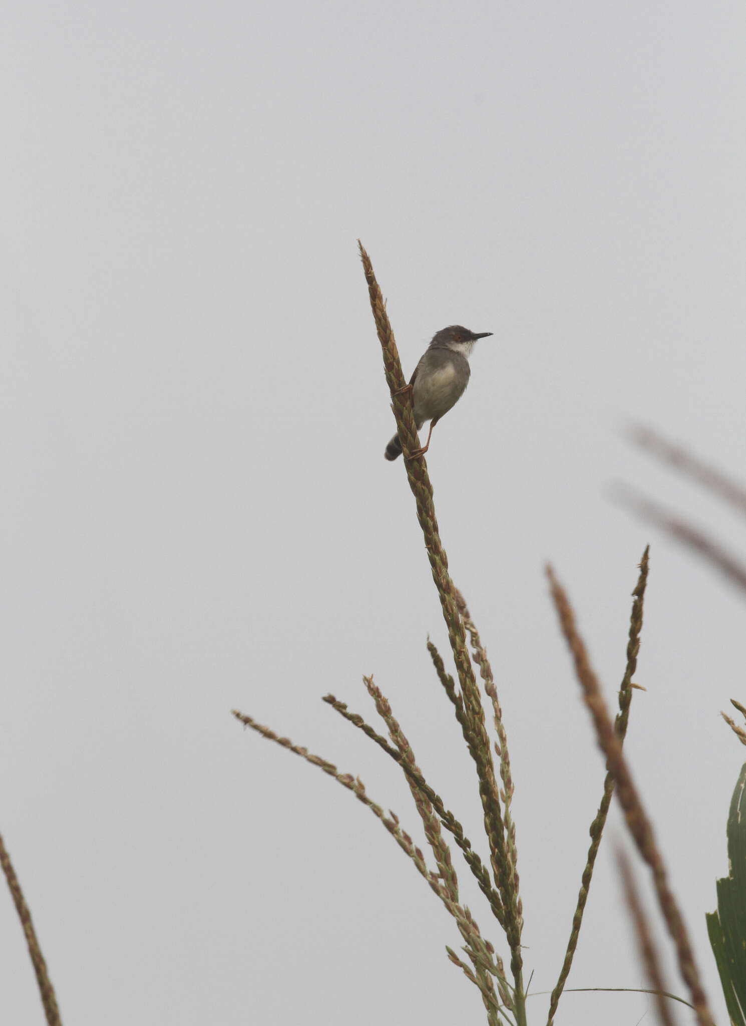 Image of Grey-breasted Prinia