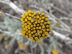 Imagem de Helichrysum dasyanthum (Willd.) Sw.