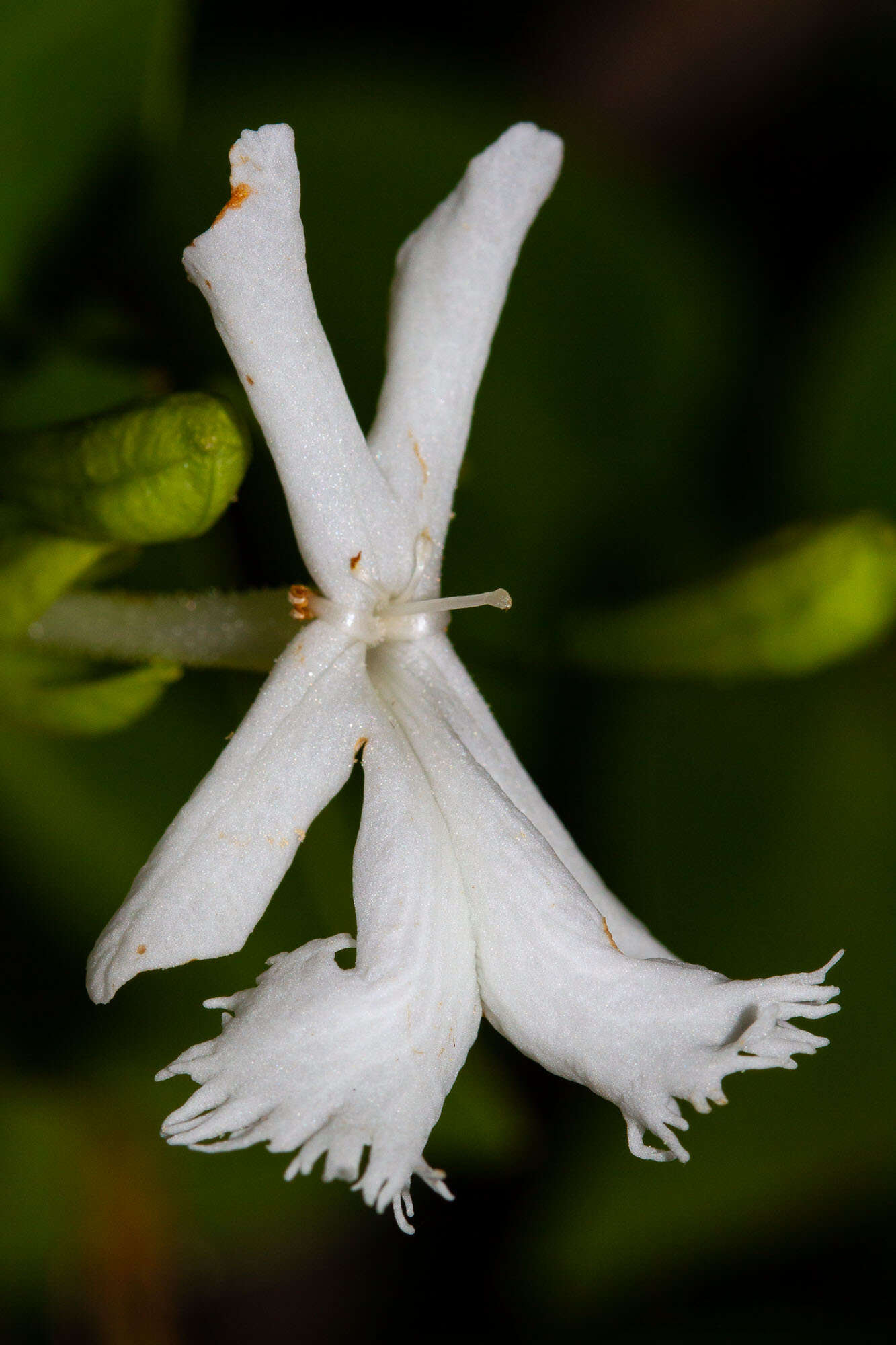 Image of Oxera neriifolia subsp. neriifolia