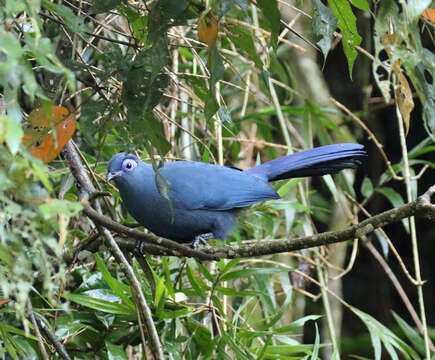 Plancia ëd Coua caerulea (Linnaeus 1766)