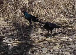 Image of Long-tailed Glossy Starling