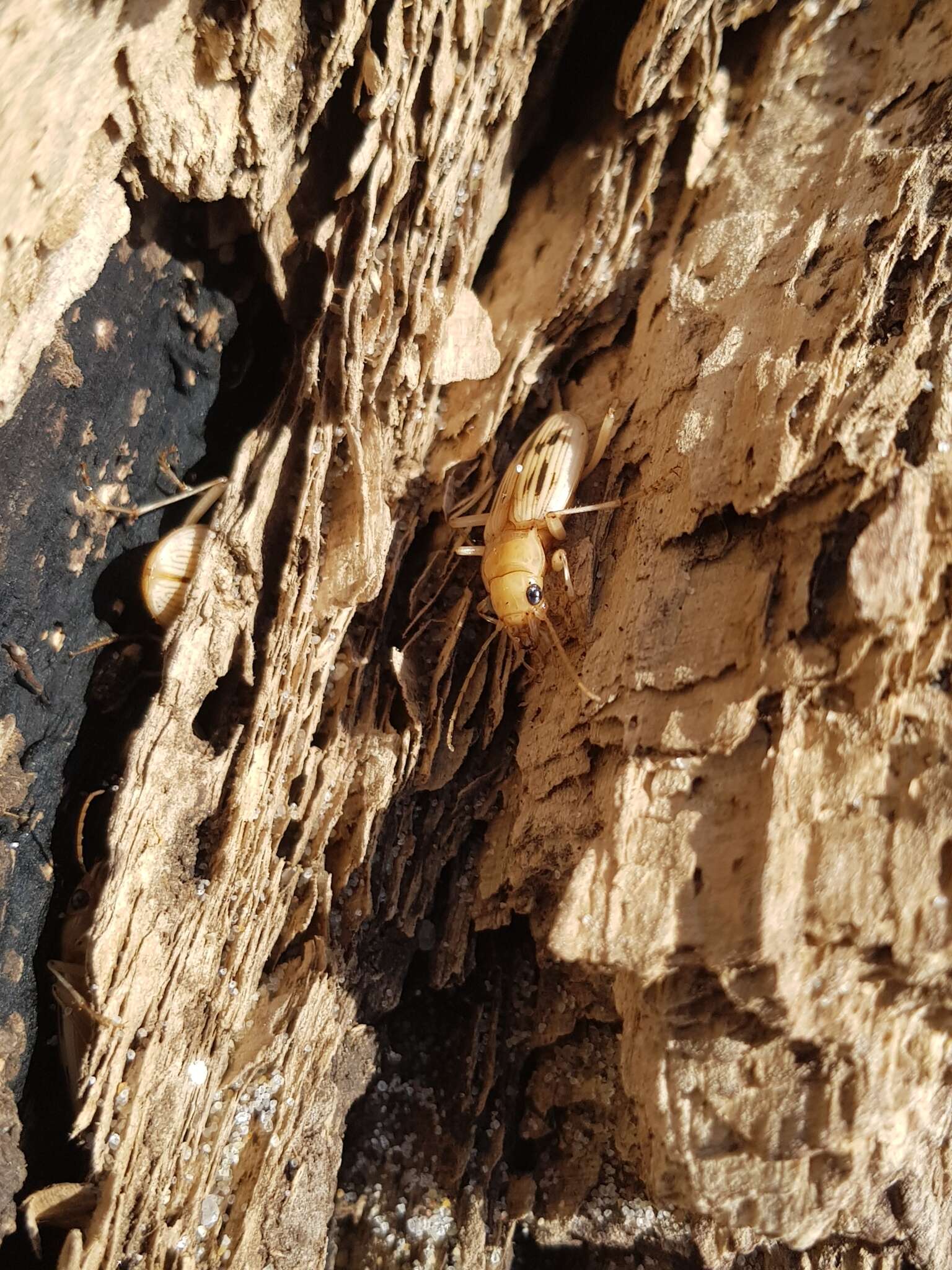 Sivun Nebria (Eurynebria) complanata (Linnaeus 1767) kuva