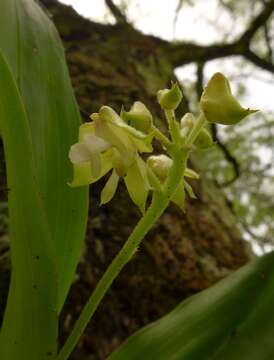 Image of Polystachya odorata Lindl.