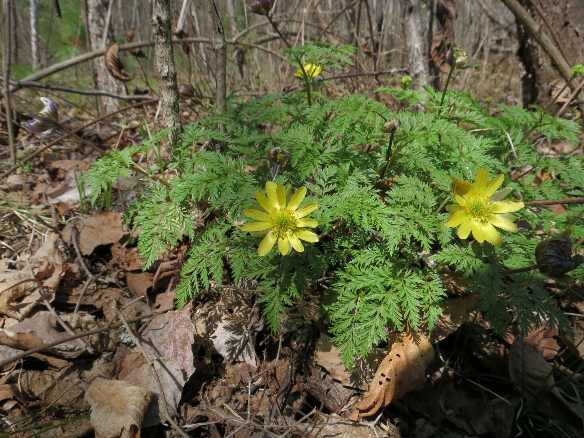 Image of Amur adonis