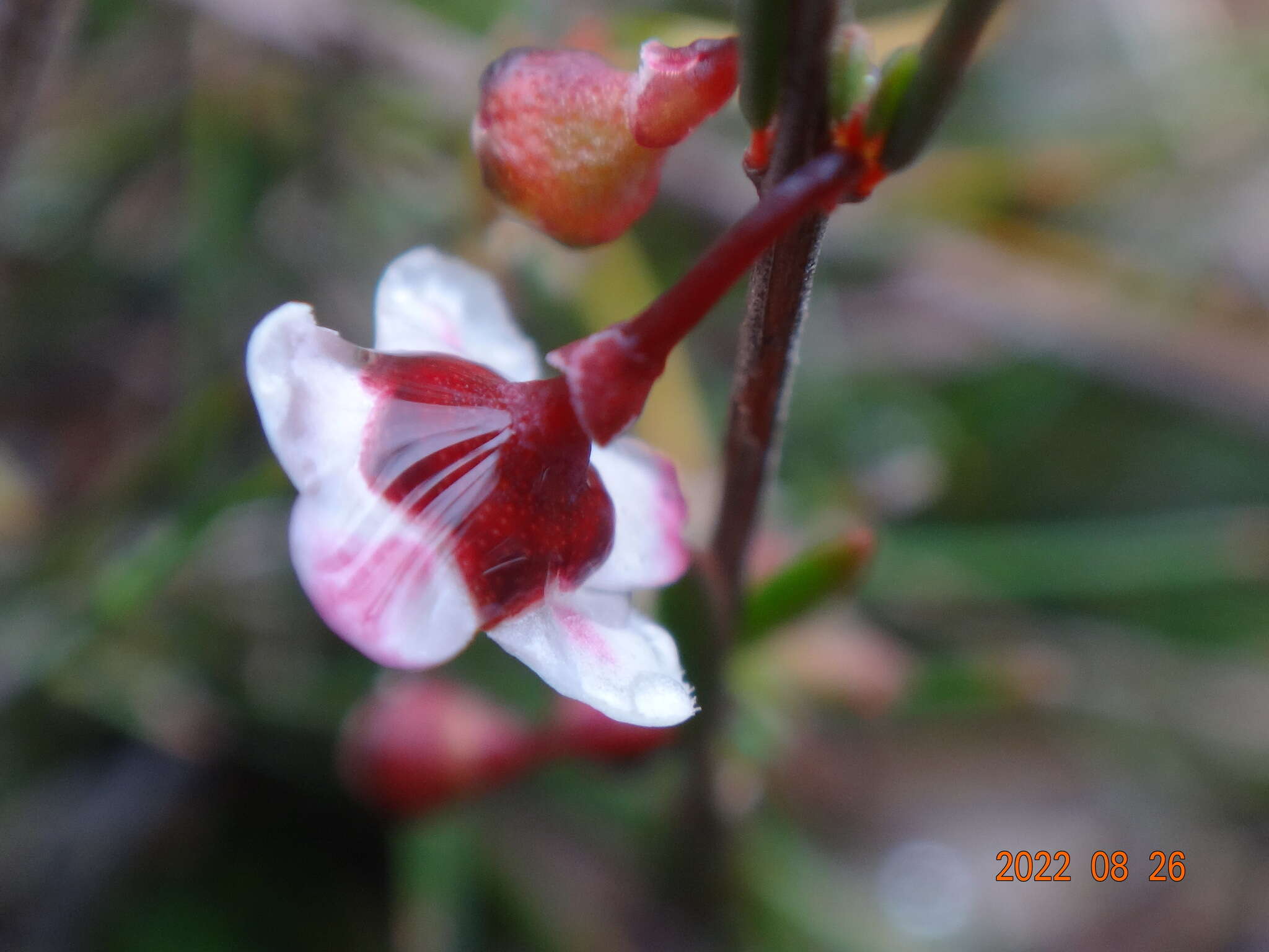 Image of Euryomyrtus ramosissima subsp. prostrata (Hook. fil.) Trudgen