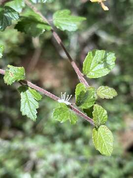 Image of Viburnum parvifolium Hayata