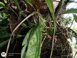 Image of Gongora galeata (Lindl. ex Bosse) Rchb. fil.