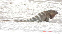 Image of Anegada Ground Iguana