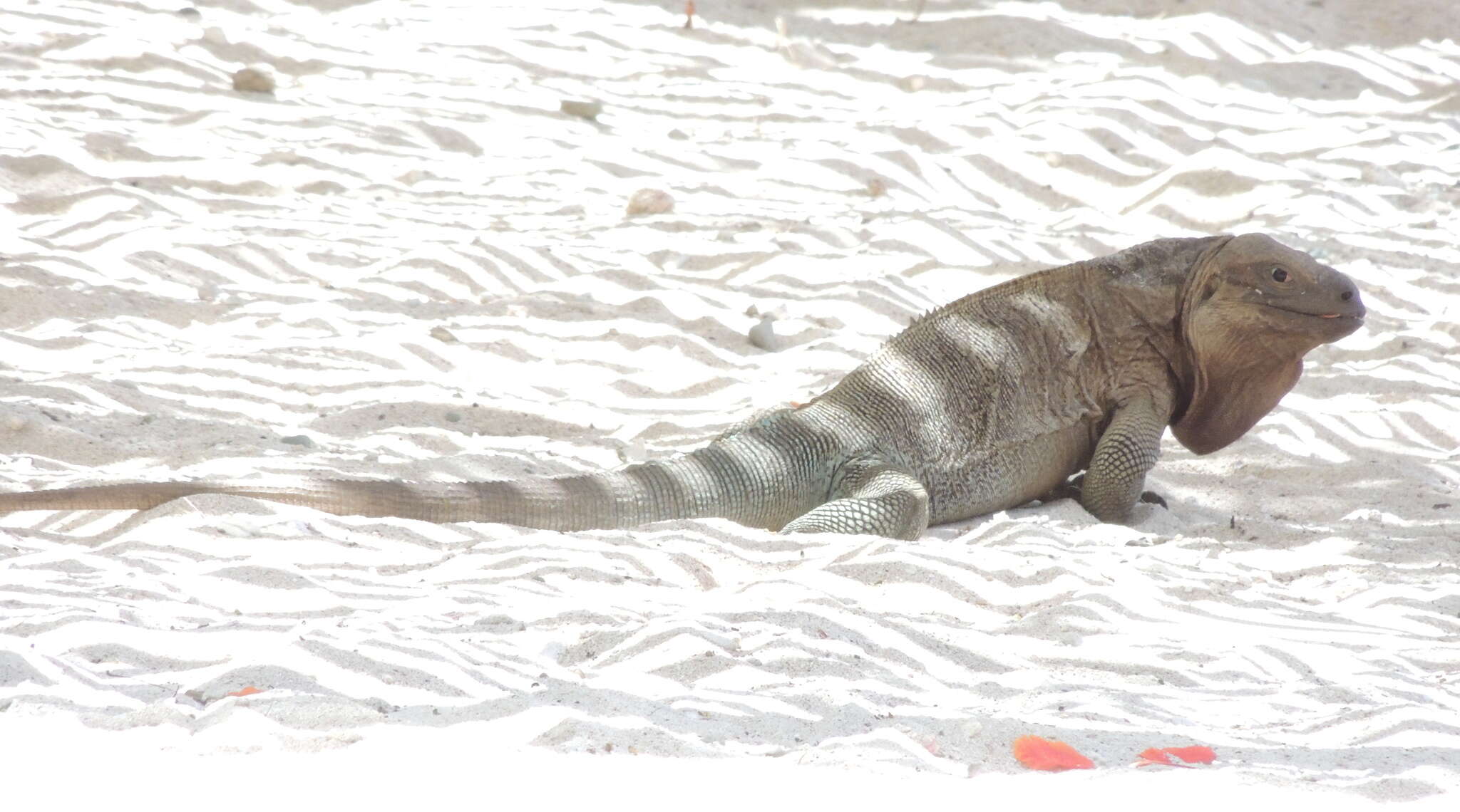 Image of Anegada Ground Iguana