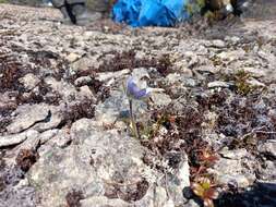 Imagem de Pulsatilla ajanensis Regel & Tiling