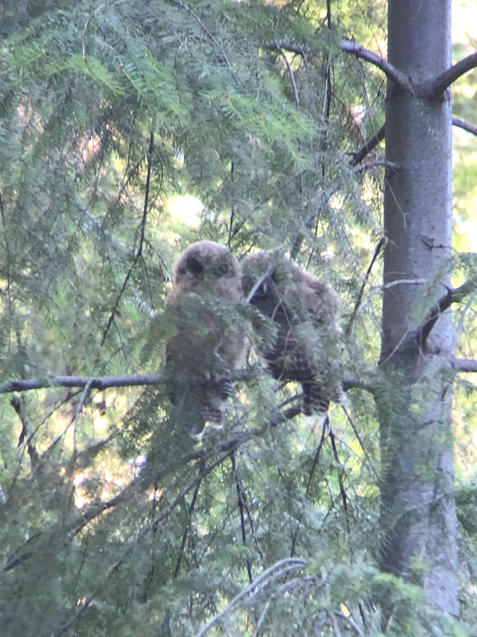 Image of California Spotted Owl