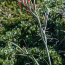 Image of Gladiolus cunonius (L.) Gaertn.