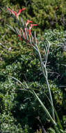 Plancia ëd Gladiolus cunonius (L.) Gaertn.