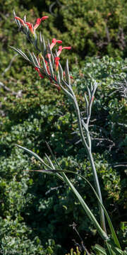 Plancia ëd Gladiolus cunonius (L.) Gaertn.