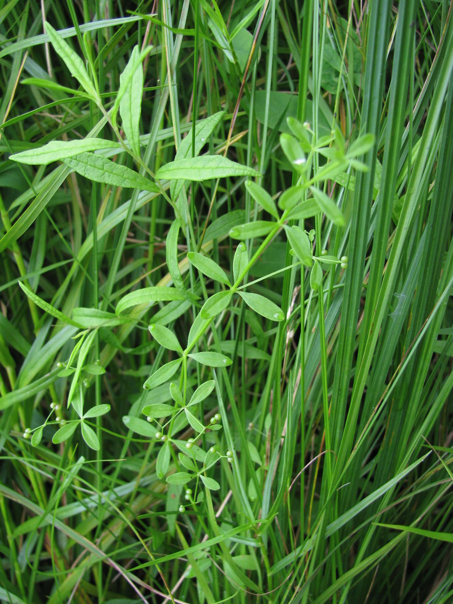 Plancia ëd Galium obtusum Bigelow