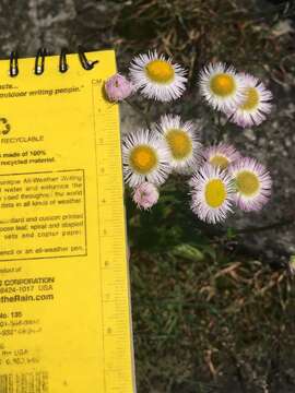 Image of Philadelphia fleabane