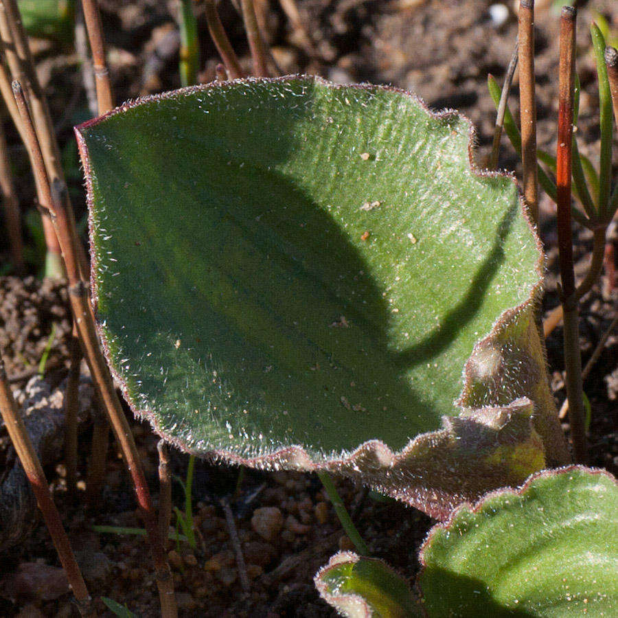 Image of Eriospermum capense subsp. stoloniferum (Marloth) P. L. Perry