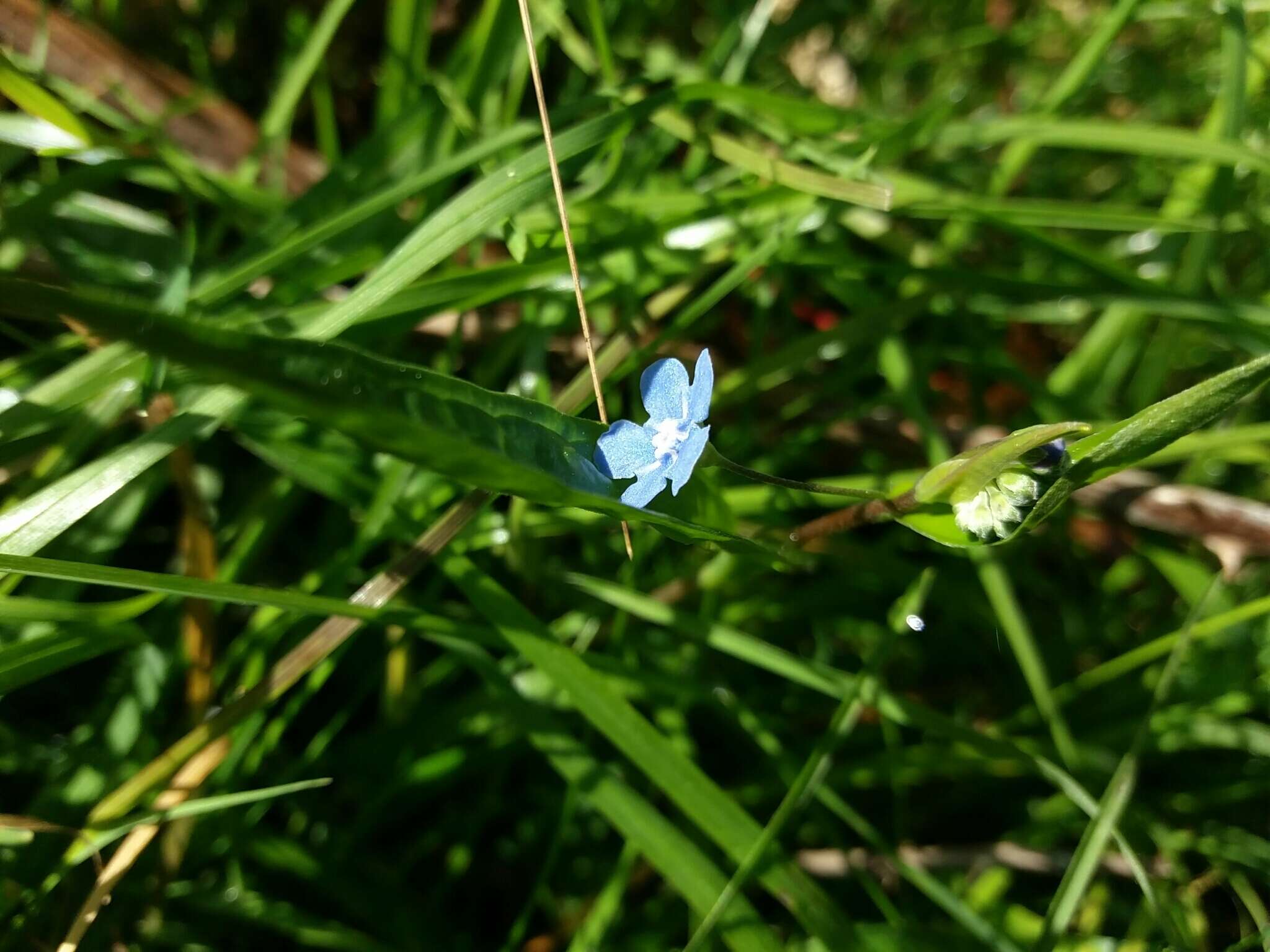 صورة Omphalodes nitida (Willd.) Hoffmanns. & Link